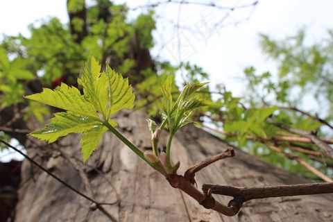 树木，新芽，叔叔