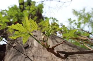 树木，新芽，叔叔