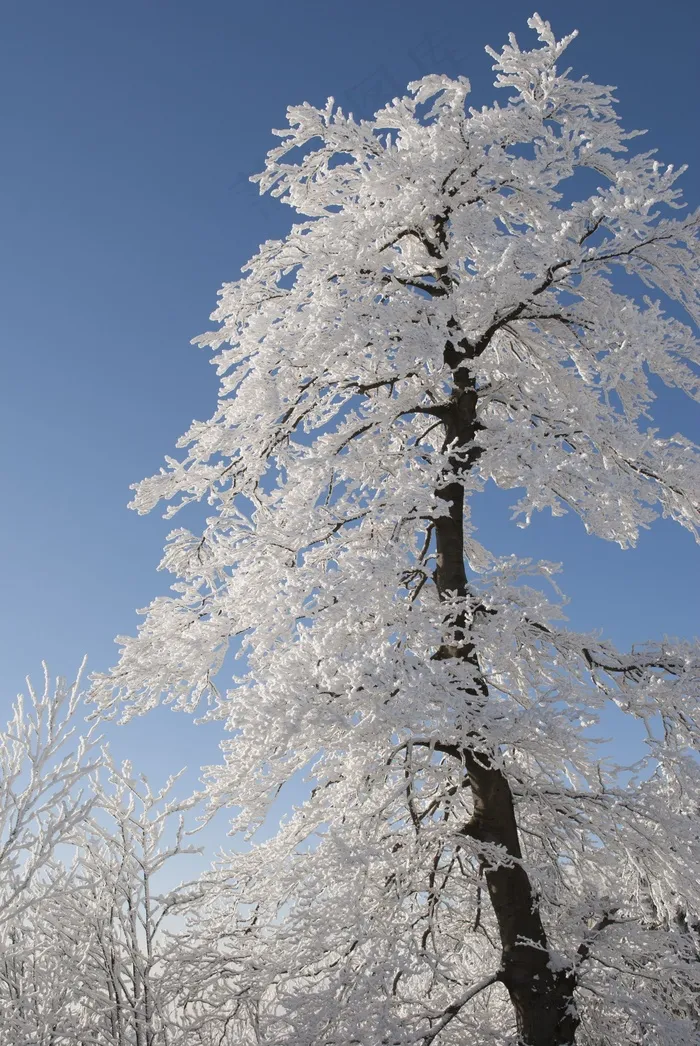 树，冬天，雪，性质，白，雪域