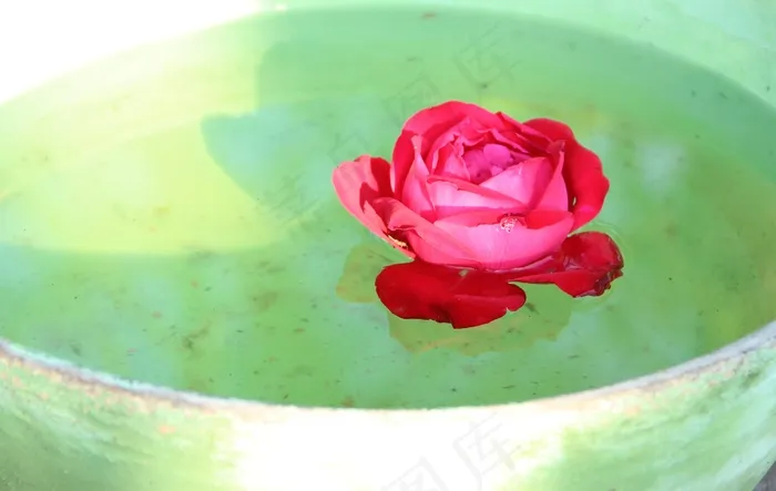玫瑰，浮动，碗，花，水，美