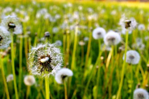 蒲公英，草，自然，绿色，夏天，春天