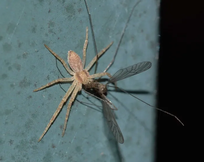 蜘蛛，蜘蛛，猎物，昆虫，自然