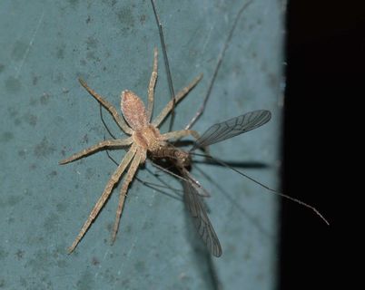 蜘蛛，蜘蛛，猎物，昆虫，自然