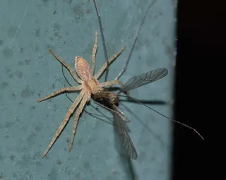 蜘蛛，蜘蛛，猎物，昆虫，自然