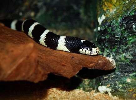 链条小睡，小睡，蛇，Lampropeltis Getula