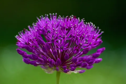 花，自然，春天，植物