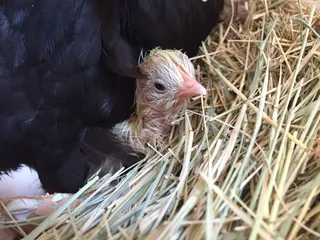 小鸡，可爱，孵化，春天，可爱，家禽，出生