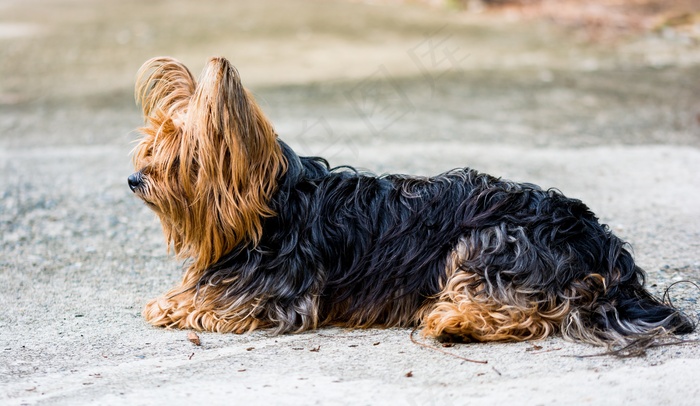 约克夏犬，小猎犬，狗，小狗，毛皮