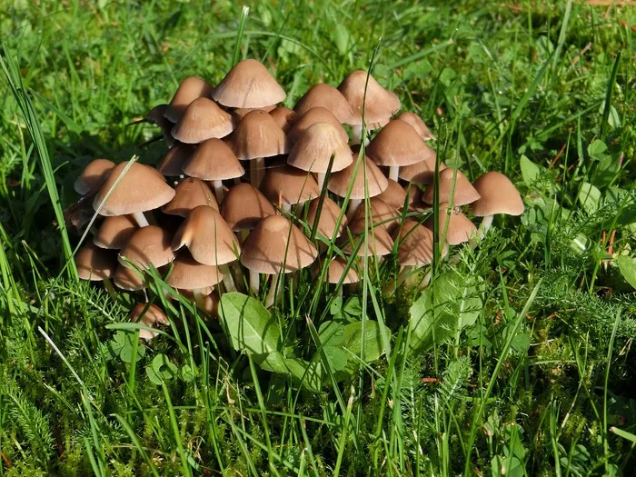 蘑菇，草，绿色，在草丛中，草地，性质