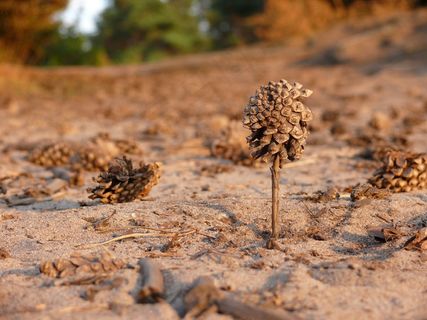 松果，树，海德，棕色阴影，拼贴画