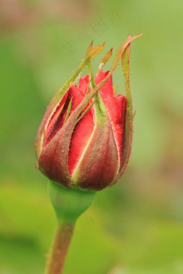 玫瑰，玫瑰，玫瑰花蕾，玫瑰花蕾，花，鲜花，植物