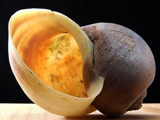蜗牛壳，明亮，关闭