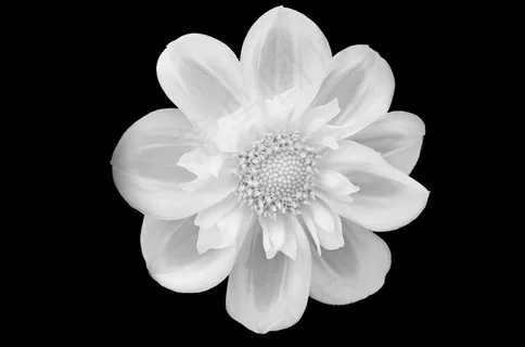 花,鲜花,黑色,隔离,背景,白 花,鲜花,黑色,隔离,背景,白