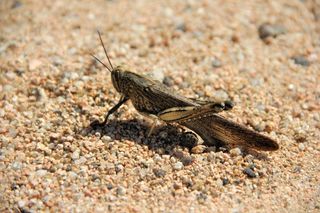 蚱hopper，沙，昆虫，宏，动物世界，关闭