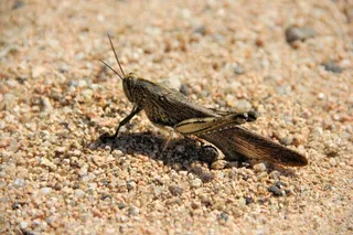 蚱hopper，沙，昆虫，宏，动物世界，关闭