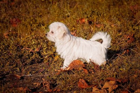 狗，小狗，幼犬，渺小，马耳他，白，动物