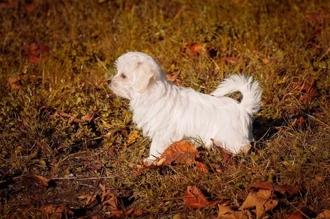狗，小狗，幼犬，渺小，马耳他，白，动物