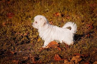 狗，小狗，幼犬，渺小，马耳他，白，动物