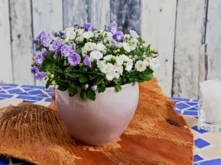 风铃，蓝色，花，开花，盛开，风铃草