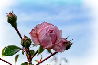 玫瑰，粉红色，开花，花园玫瑰，粉红玫瑰