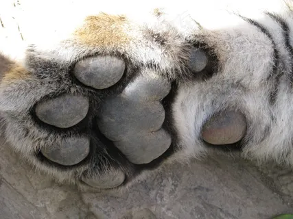 虎,动物,非洲,猫,爪子,年轻,野生动物园 虎,动物,非洲,猫,爪子,年轻,野生动物园
