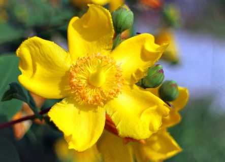 Großblumiges圣约翰草，大火，圣约翰草