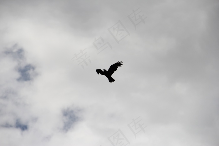 乌鸦，乌鸦，鸟，天空，剪影，黑色，翼