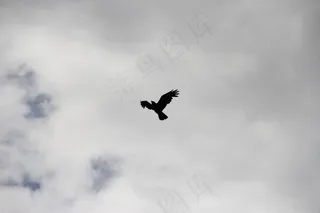 乌鸦，乌鸦，鸟，天空，剪影，黑色，翼