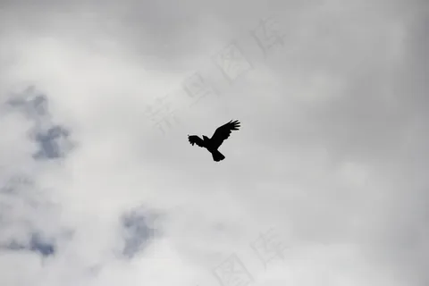 乌鸦,乌鸦,鸟,天空,剪影,黑色,翼 乌鸦,乌鸦,鸟,天空,剪影,黑色,翼