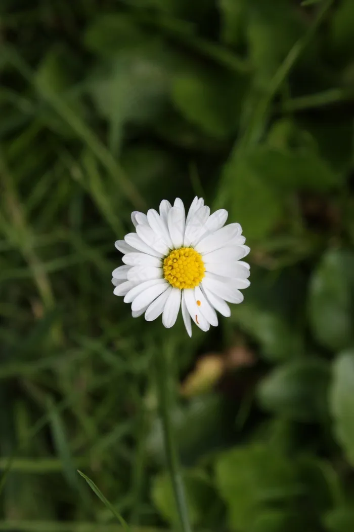 洋甘菊，雏菊，花，草地，白，阳光明媚