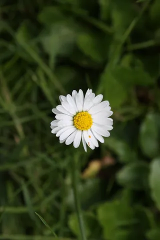 洋甘菊，雏菊，花，草地，白，阳光明媚