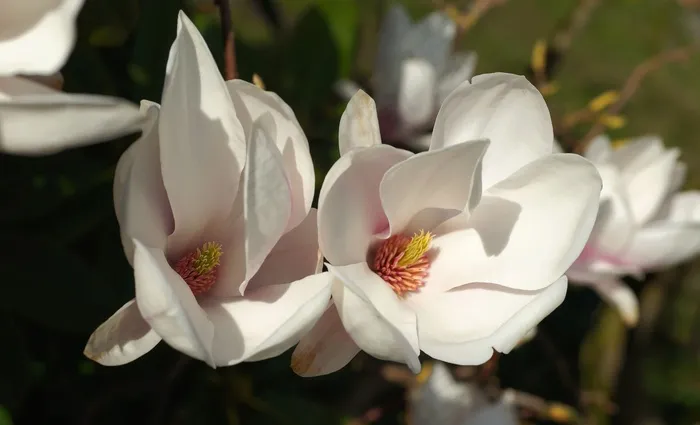 郁金香木兰，开花，白，白花