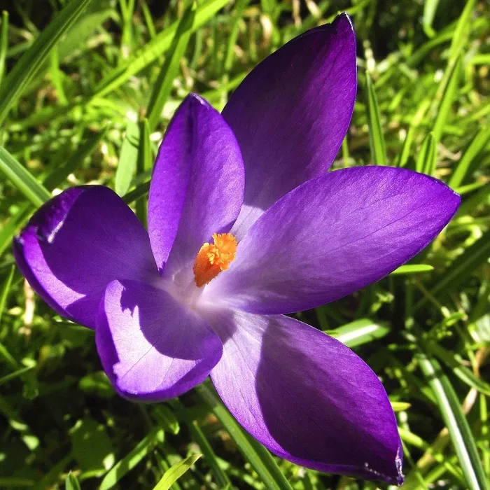 番红花，鲜花，紫，紫色，蓝色，花瓣，盛开