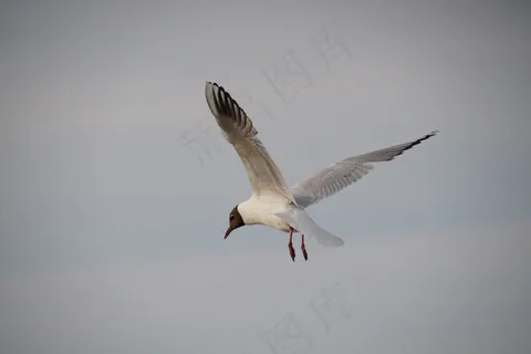 海鸥,海鸟,苍蝇,在飞行中 海鸥,海鸟,苍蝇,在飞行中