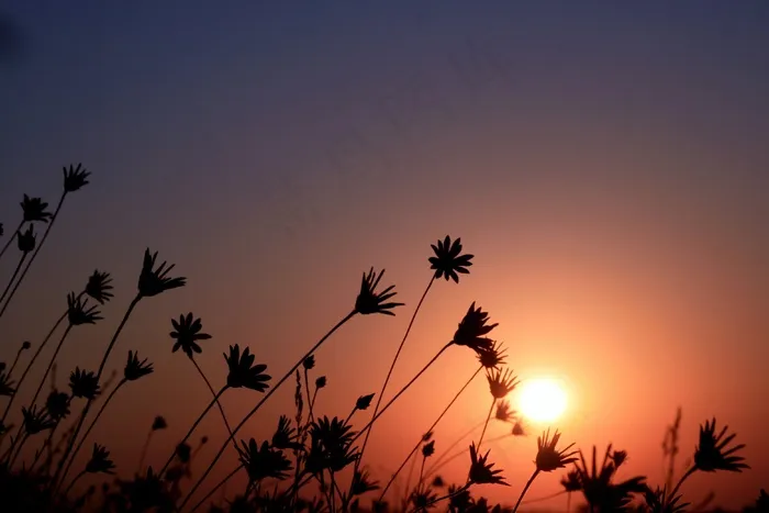 东，太阳，鲜花，红色，天空，景观
