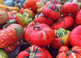 秋天，秋天，季节，金瓜，南瓜，收获，红色