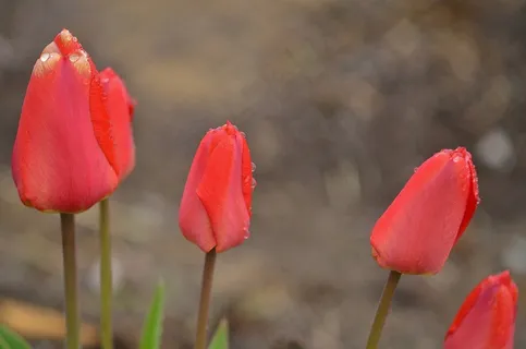 郁金香,春天,性质,鲜花,植物,植物群,ract 郁金香,春天,性质,鲜花,植物,植物群,ract