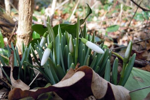 雪花莲，Galanthus，孤挺花植物，花，白