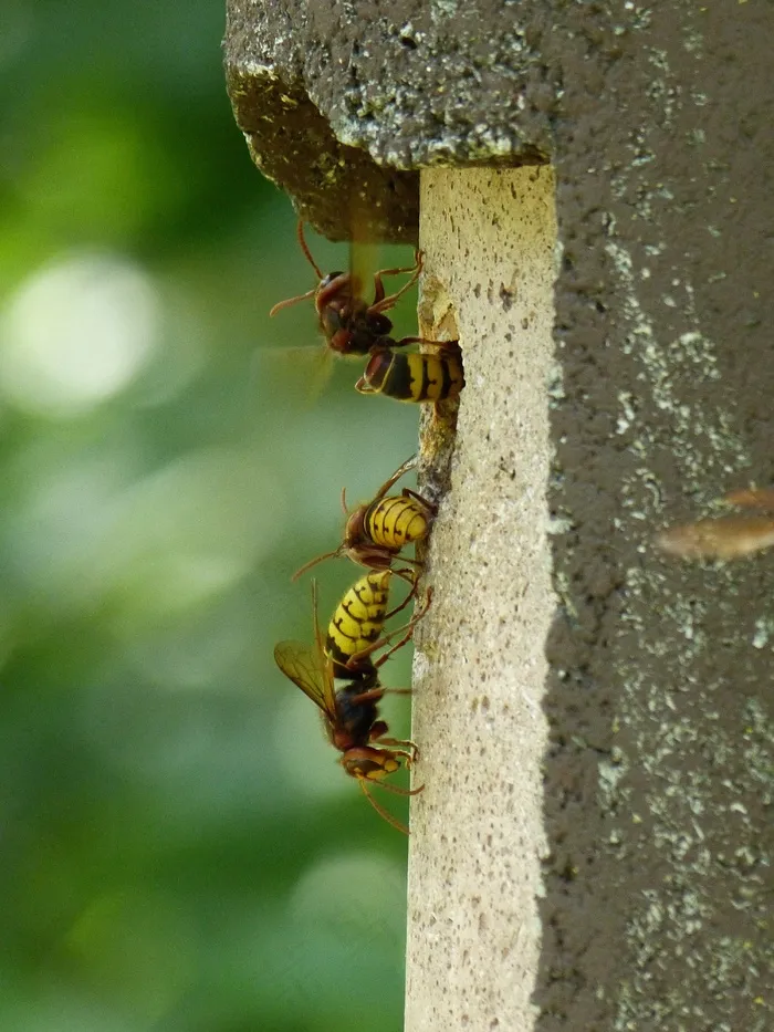 大黄蜂，Vespa Crabro，动物，昆虫，黄蜂，藜科
