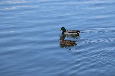 绿头野鸭，鸟，鸭，自然，绿头野鸭，河