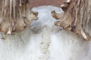 鹿角，角，狩猎，狩猎奖杯，复古，马鹿