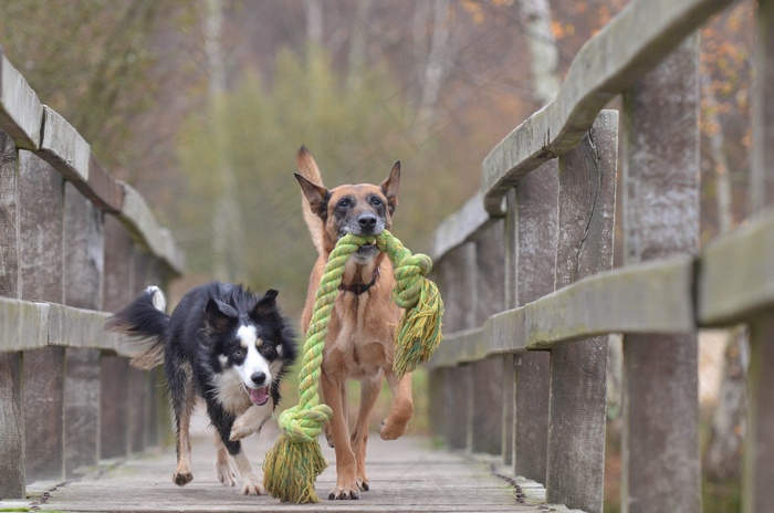 玛利诺犬和边境牧羊犬，比利时牧羊犬