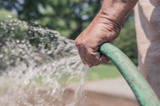 白唇竹叶青蛇,手,虫子,绿曼巴蛇,树,男人手花园成长