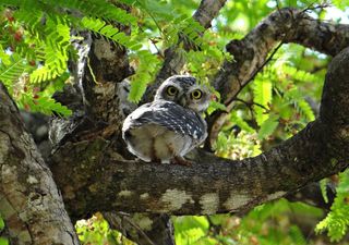 斑点的猫头鹰，猫头鹰，雅典娜布拉玛，鸟，夜间