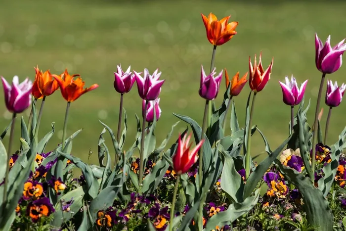 郁金香，春天，光，多彩，宏
