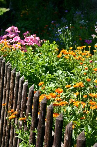 花园，植物，夏天，多彩，篱笆，花园围栏