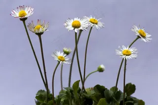 花，雏菊，宏，白，草地，春天