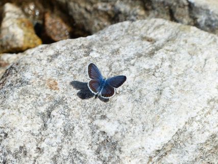 蝴蝶，Restharrow 'S蓝色，Polyommatus伊卡洛斯