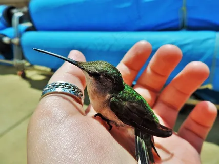 蜂鸟，鸟，自然，飞行，野生动物，动物