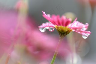 花，粉红色，水滴，宏，花瓣，性质，花的